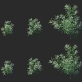 Green Plants in Different Sizes and Shapes on Black Background 3d model