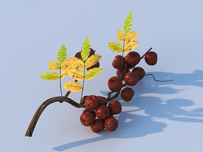 red jujube leaves fruit 3d model