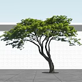 Lush Green Arbor With Thick Trunk Spreading Branches Shadow On Light Wall And Ground