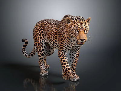 Realistic Spotted Leopard Standing In Lifelike Posture On Gray Background With Detailed Fur 3d model