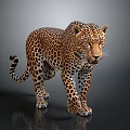 Realistic Spotted Leopard Standing In Lifelike Posture On Gray Background With Detailed Fur