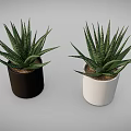 Green Striped Leaf Succulent Plants in Black and White Ceramic Pots for Indoor Home Decor