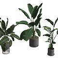 Tropical Potted Plants With Large Green Leaves In Concrete Pots And Wooden Stand