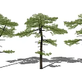 Three Tall Pine Trees With Lush Green Foliage And Strong Trunks