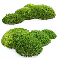 Lush Green Round Shaped Bushes With Dense Foliage Arranged In A Row