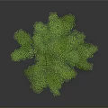 Lush Green Tree With Vibrant Green Leaves And Brown Trunk Against Gray Background