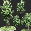Green Trees with Various Sizes and Shapes Surrounded by Lush Grass in Natural Landscape