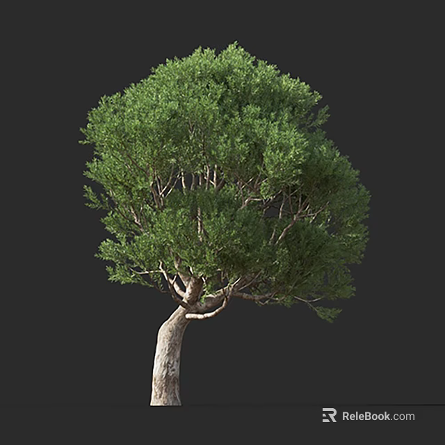 Tall Arbor With Lush Green Foliage Natural Shape And Brown Curved Trunk 3d model 