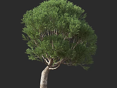 Tall Arbor With Lush Green Foliage Natural Shape And Brown Curved Trunk 3d model