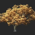 Tall Tree with Golden Leaves Against Black Background and Silhouette Nearby