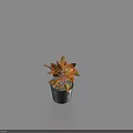 Vibrant Variegated Potted Plant With Red And Green Leaves In Black Pot For Indoor Decoration