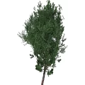 Green Tree Decorative Ornament Set With Two Natural Plant Designs For Home Decor