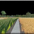 Beautiful Rural Scenery Featuring Green Golden Crops Pathway Trees and Blue Sky with White Clouds