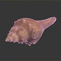Brownish Orange Conch Spiral Shell With Detailed Texture Shiny Surface Close Up On Dark Background