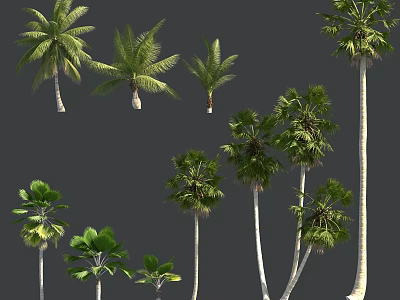 Various Types of Palm Trees with Different Heights and Lush Leaves 3d model