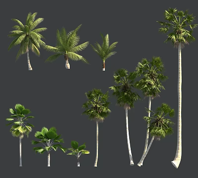 Various Types of Palm Trees with Different Heights and Lush Leaves 3d model