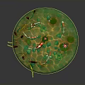 Vibrant Aquatic Plants Growing in Circular Green Container With Red Accents