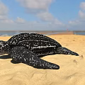 Black and White Spotted Sea Turtle Crawling on Sandy Beach Under Blue Sky