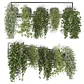 Lush Trailing Hanging Basket Plants With Green Foliage For Indoor Home Decor