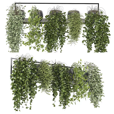 Lush Trailing Hanging Basket Plants With Green Foliage For Indoor Home Decor 3d model