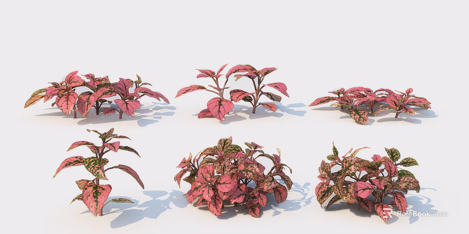 Colorful Decorative Plants With Pink And Green Variegated Leaves For Indoor Use 3d model 