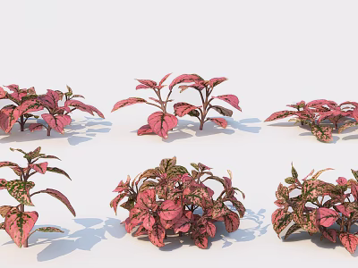 Colorful Decorative Plants With Pink And Green Variegated Leaves For Indoor Use 3d model