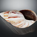 Natural Striped Conch Shell Decorative Ornament With White And Brown Pattern For Home Decor