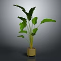 Lush Green Banana Leaf Plant In Minimalist Brown Pot With Broad Foliage