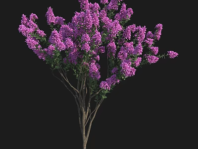 Lilac Tree With Abundant Purple Blossoms Green Leaves And Slender Branches 3d model