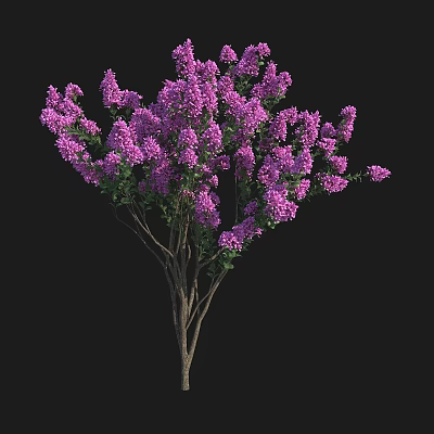 Lilac Tree With Abundant Purple Blossoms Green Leaves And Slender Branches 3d model