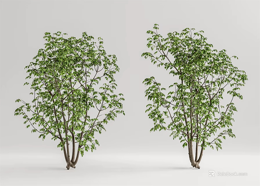 Two Green Leafy Trees With Slender Trunks And Natural Shape For Garden Landscape Design 3d model 