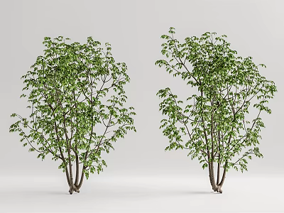 Two Green Leafy Trees With Slender Trunks And Natural Shape For Garden Landscape Design 3d model