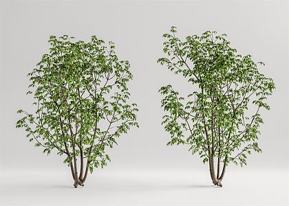 Modern Tree Landscape Tree 3d model