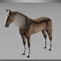Brown Horse With White Mane Tail And Legs Standing On Gray Background