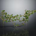 Green Vines With Twisted Branches And Lush Leaves On Black Background With Reflection