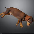Realistic Brown And Orange Dachshund Lying Relaxed On Black Background