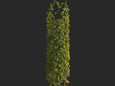 Lush Green Vine Plant With Dense Foliage Vertical Growth Against Dark Background 3d model