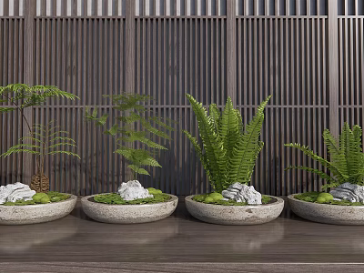 Bonsai Potted Plants with Ferns in Stone Pots on Wooden Table and Wooden Screen Background 3d model