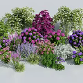 Vibrant Flowers and Plants Collection with Purple Pink Blooms and Lush Green Foliage Assortment