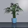 Bonsai Plant With Fan Shaped Leaves In Blue Pot On Gray Surface