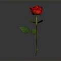 Vibrant Red Rose Plant With Green Leaves And Stem On Gray Background