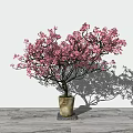 Bonsai Potted Plant With Pink Flowers And Spreading Branches In Ceramic Pot