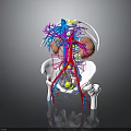 Detailed 3D Anatomical Visualization of Human Organs Hair and Vascular Skeletal Systems