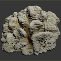 Natural White Textured Coral Structure With Branching Organic Growth Pattern
