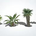 Various Types Of Trees With Green Foliage And Trunk Textures In Landscaped
