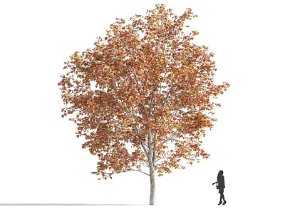 Tall Tree With Orange Yellow Autumn Leaves And Person Silhouette Standing Nearby 3d model