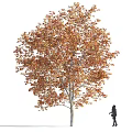 Tall Tree With Orange Yellow Autumn Leaves And Person Silhouette Standing Nearby