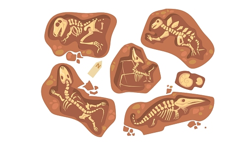 2D Fossil Dinosaur Bones 3d model