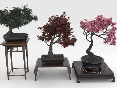 Bonsai Trees with Green Red and Pink Leaves on Wooden Stands in Decorative Pots 3d model