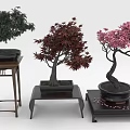 Bonsai Trees with Green Red and Pink Leaves on Wooden Stands in Decorative Pots